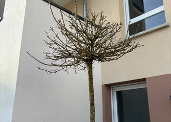 59831494c - Attribut alt par défaut.