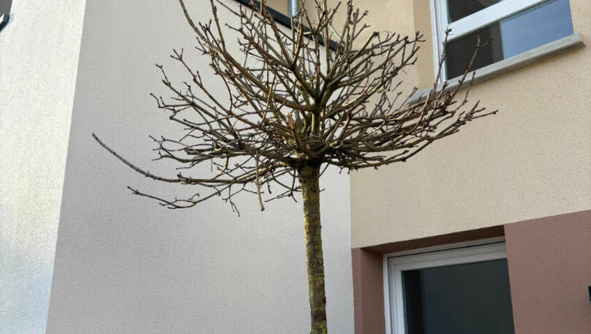 59831494c - Attribut alt par défaut.